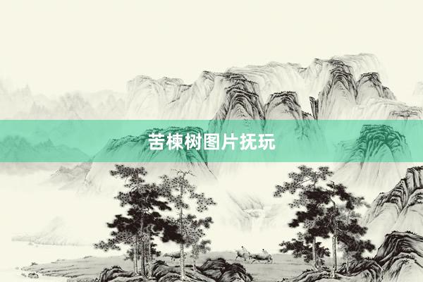 苦楝树图片抚玩